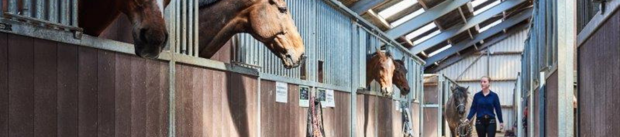 Paard Paardenplaats stallen