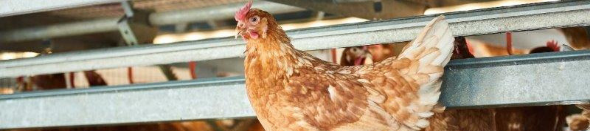 Pluimvee kip stal