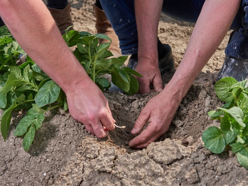 hbo studie Tuinbouw en akkerbouw tuin en akkerbouw Aeres Hogeschool Dronten