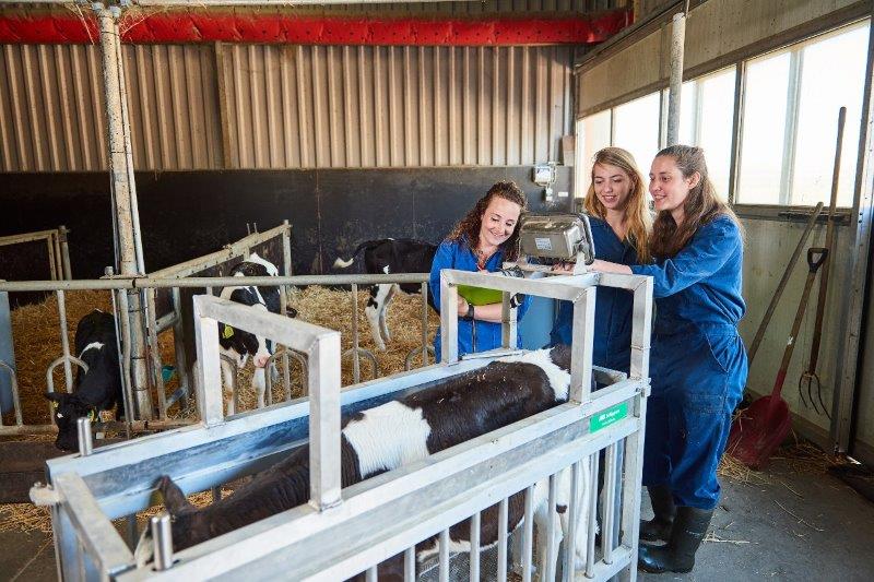 Koe lessituatie jongvee 2