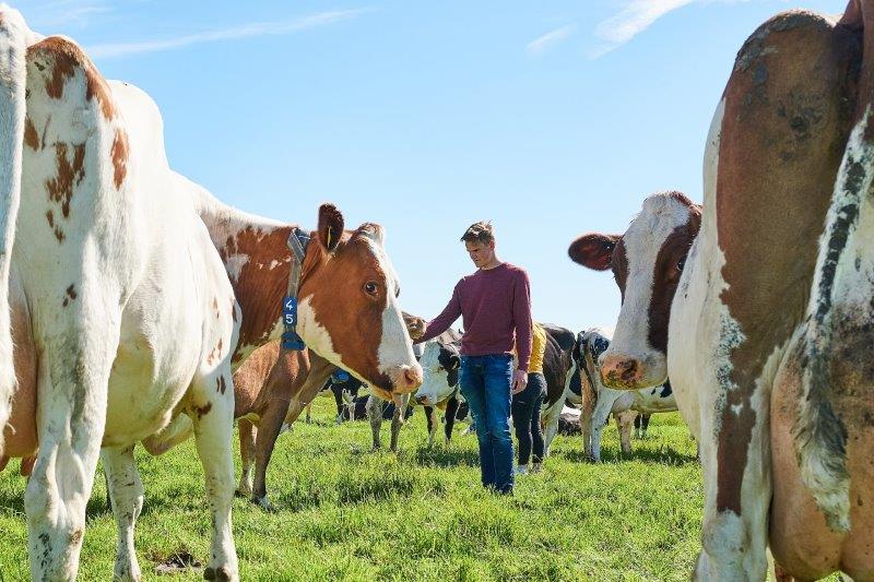 Koe weide met student