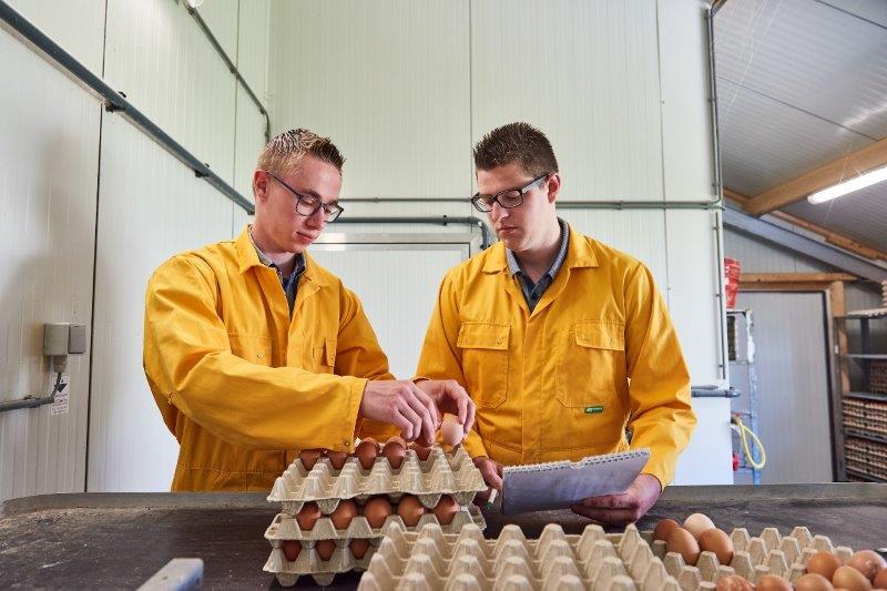 Pluimvee eieren studenten 2