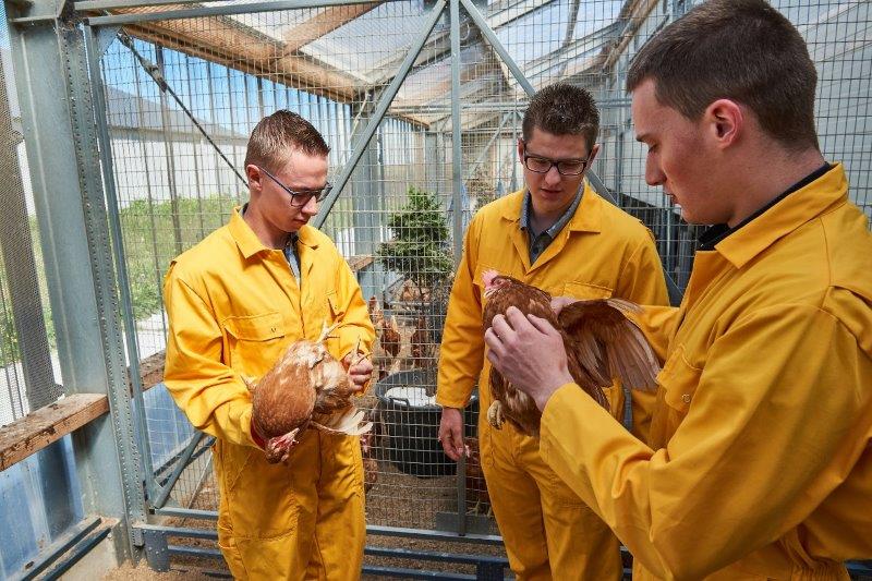 Pluimvee lessituatie studenten