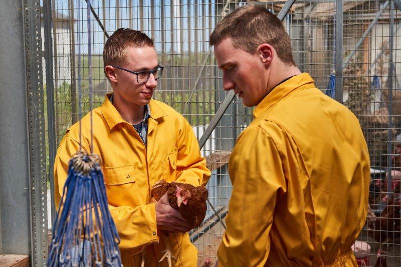 Pluimvee lessituatie