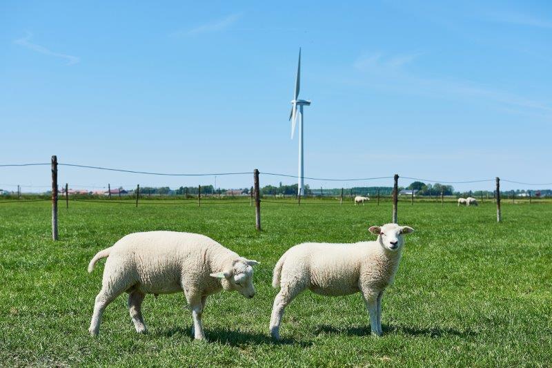 Schaap weide windmolen