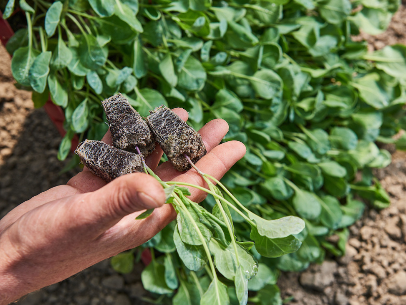 tuinbouw en akkerbouw